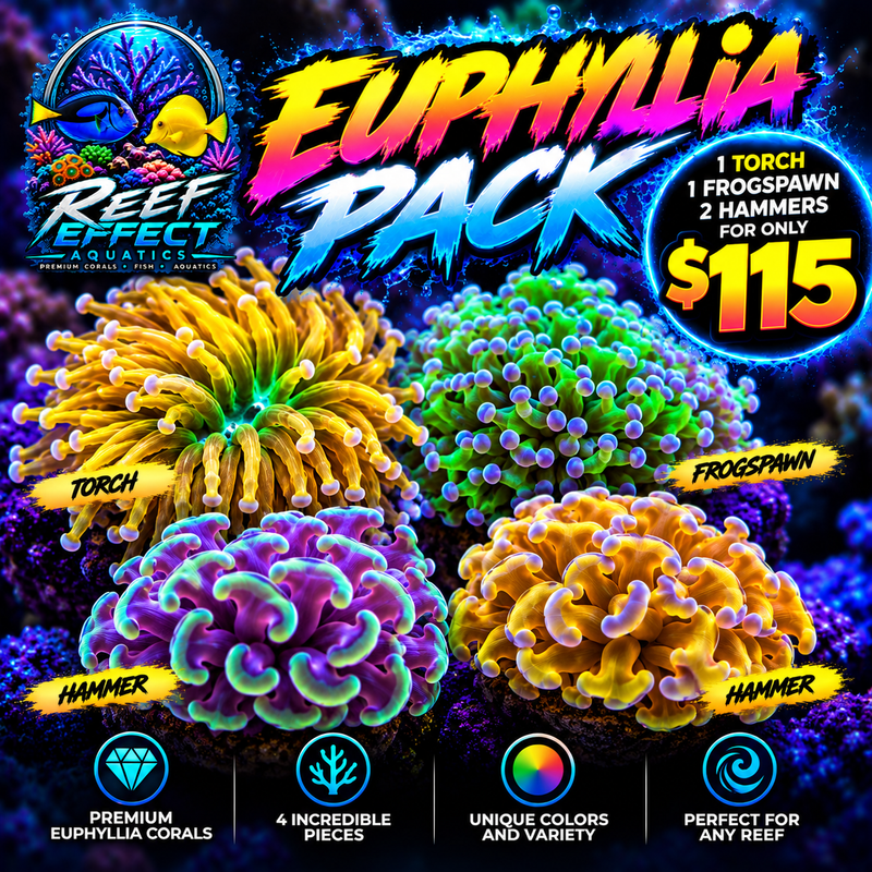 Reef Effect Ultimate Euphyllia Coral 4-Pack – $115