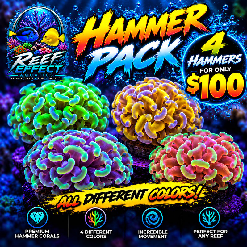 Reef Effect Ultimate Hammer Coral 4-Pack – $100