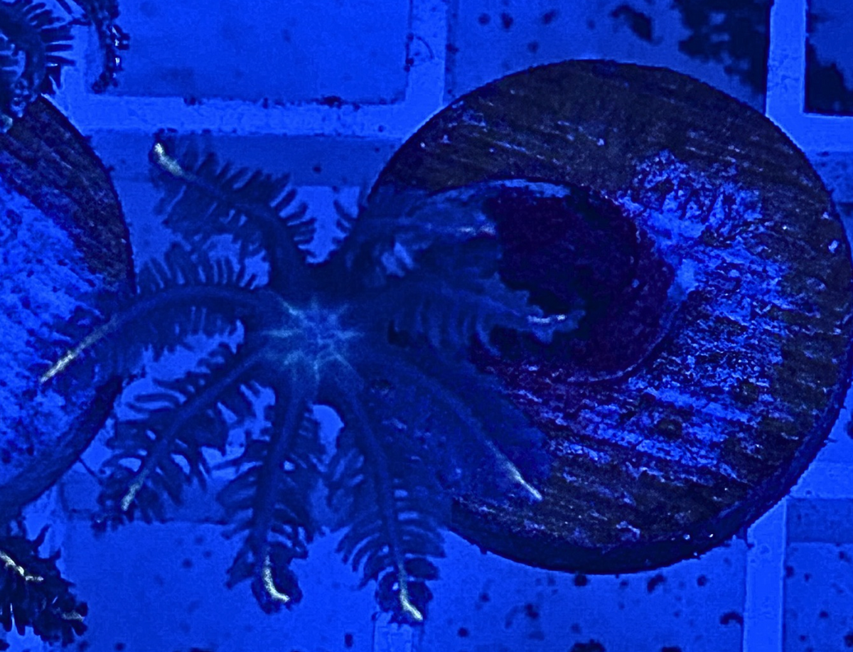 Firework Clove Polyps