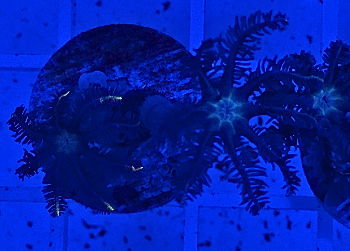 Firework Clove Polyps