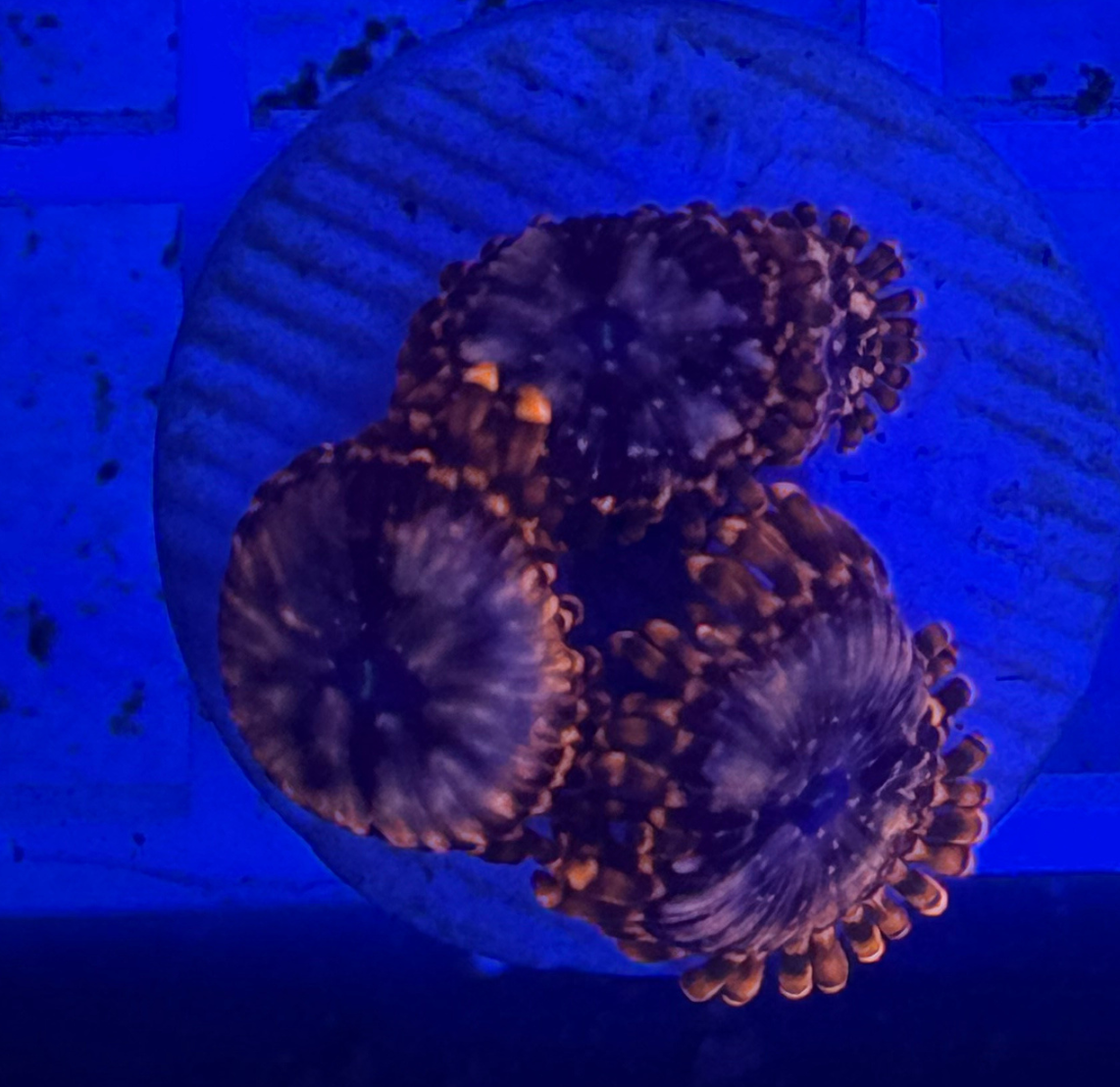 Utter Chaos Zoanthid Coral