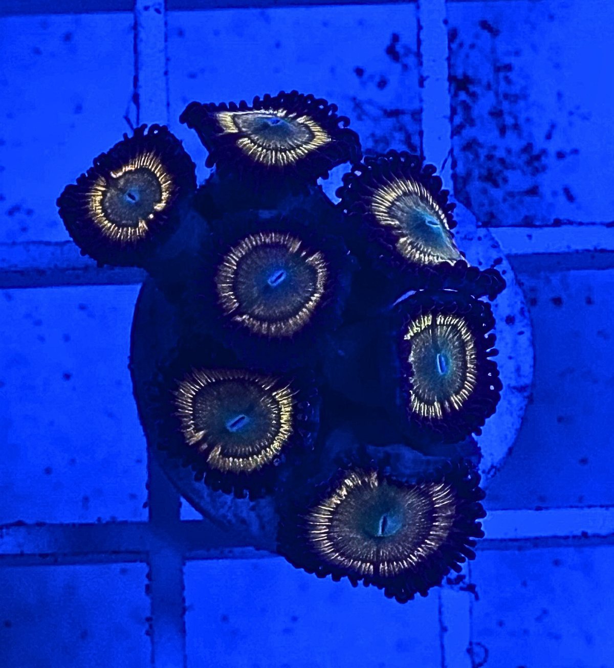 Citrus Cooler Zoanthid Coral