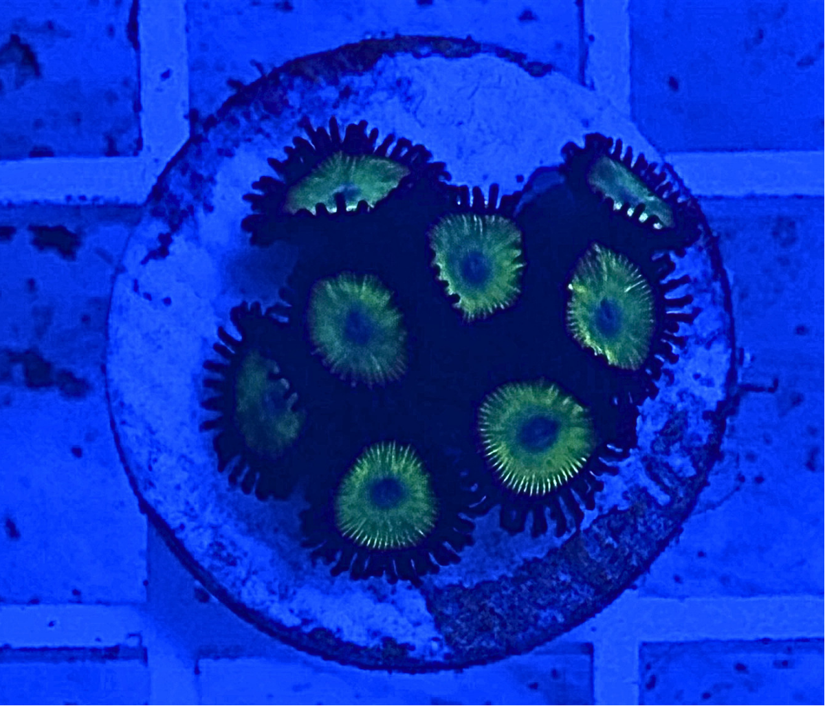 Bella Donna Zoanthid Coral
