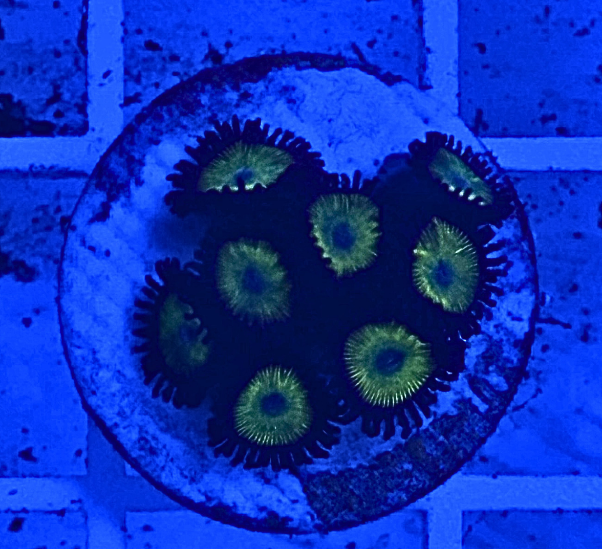 Bella Donna Zoanthid Coral