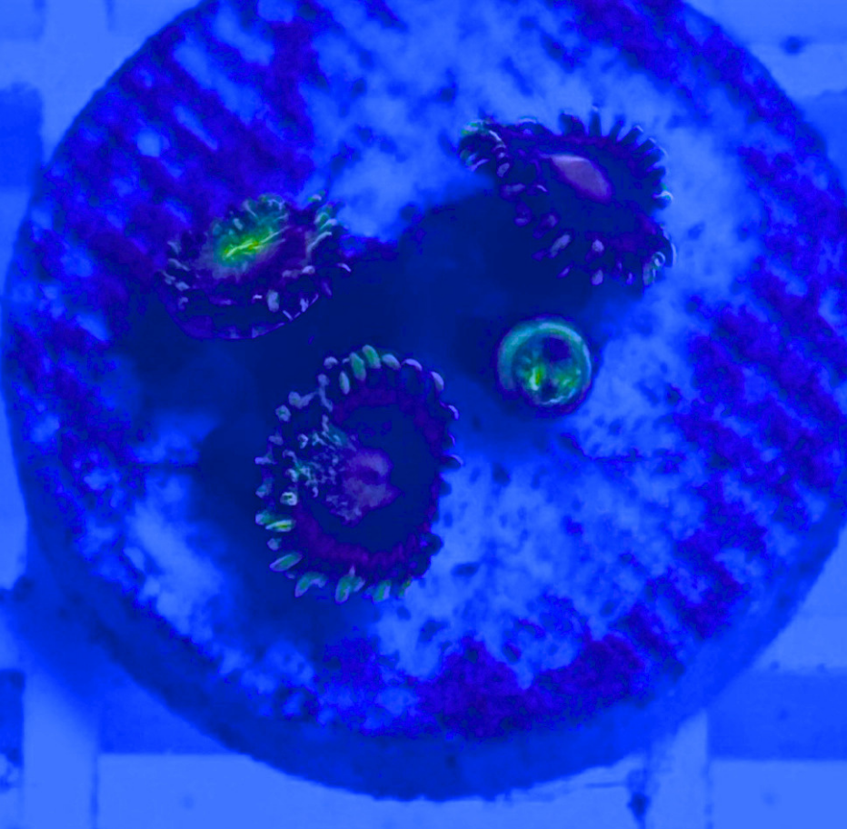 Lemon Devil Zoanthid Coral