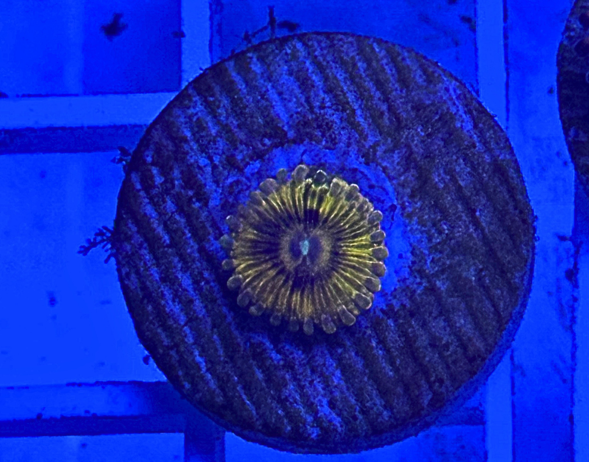 Gold Maul Zoanthid Coral