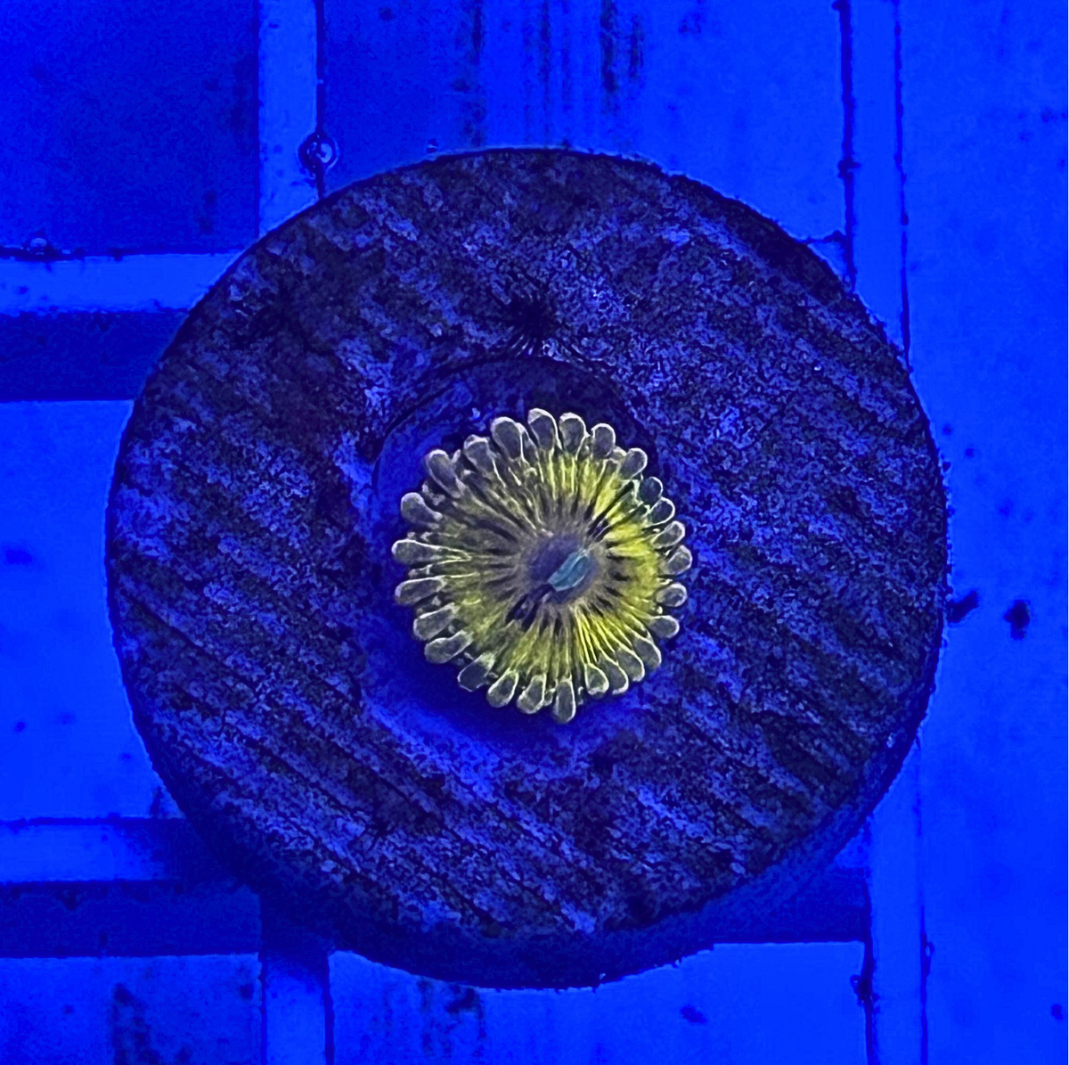 Gold Maul Zoanthid Coral