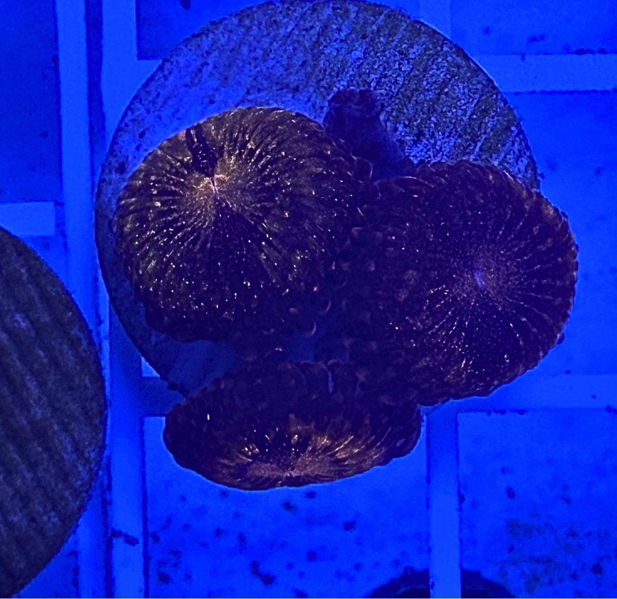 Nightmare Zoanthid Coral