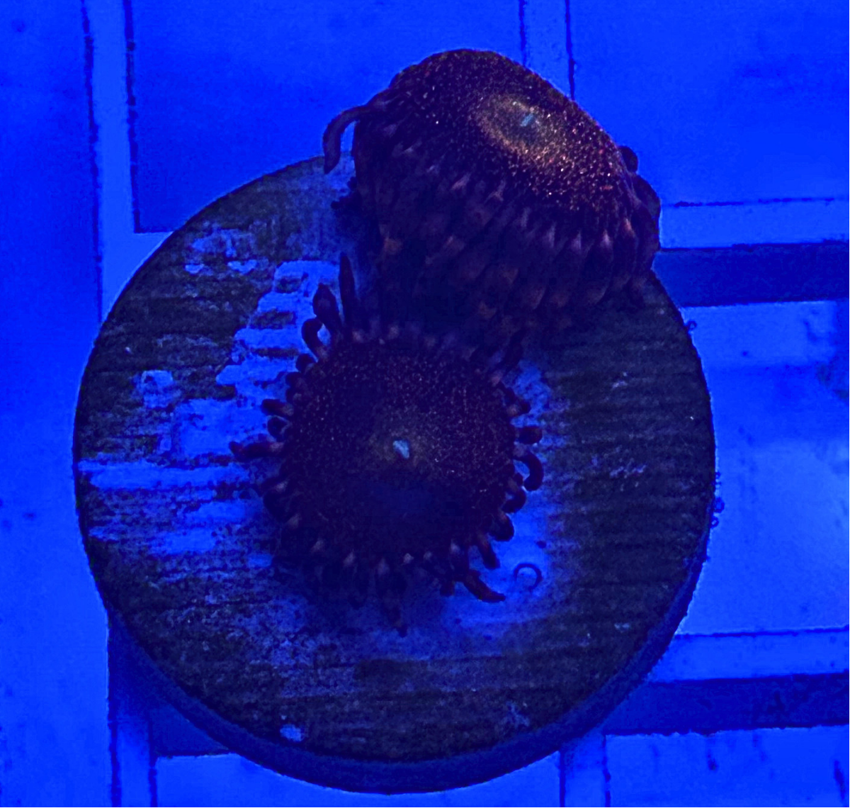 Nightmare Zoanthid Coral