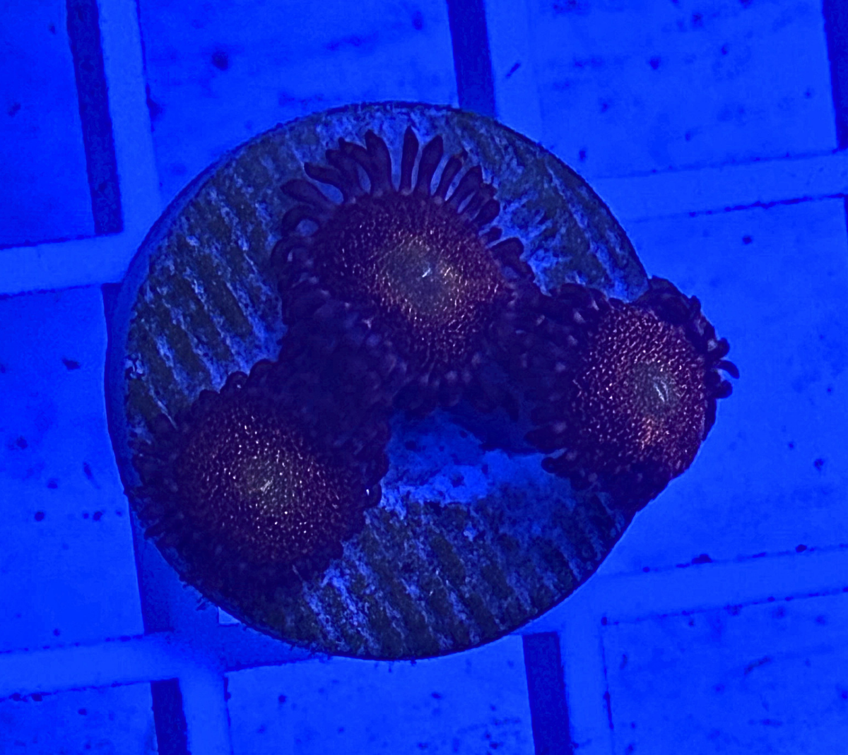 Ngihtmare Zoanthid Coral