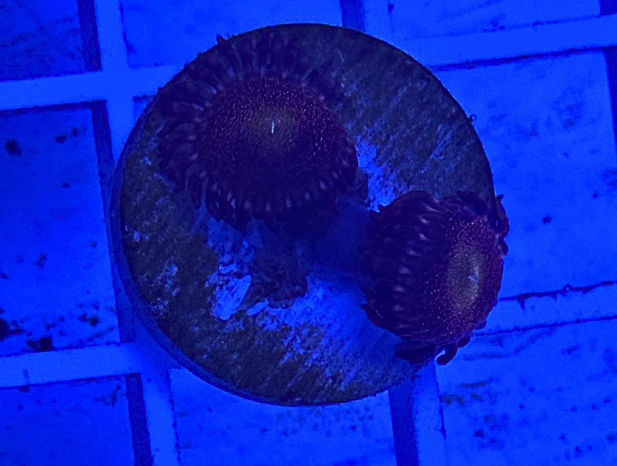Nightmare Zoanthid Coral