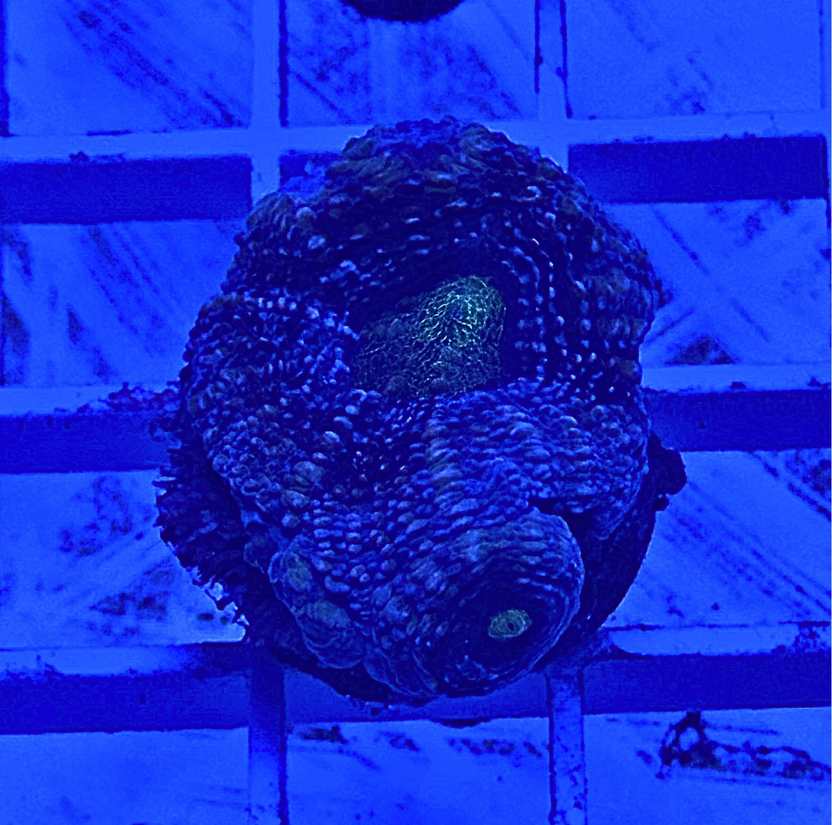 Acan Echinata Coral