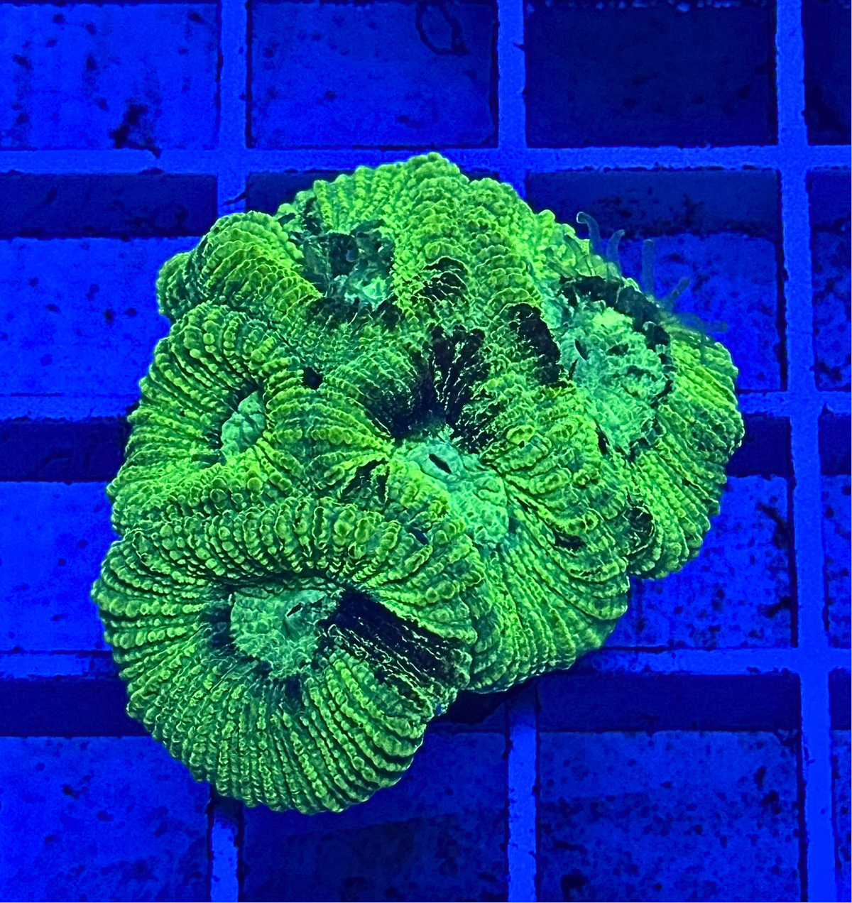 Neon Green Acan Echinata Coral