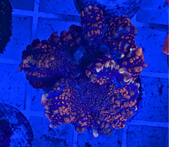 Superman Bounce Mushroom Coral