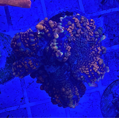 Superman Bounce Mushroom Coral