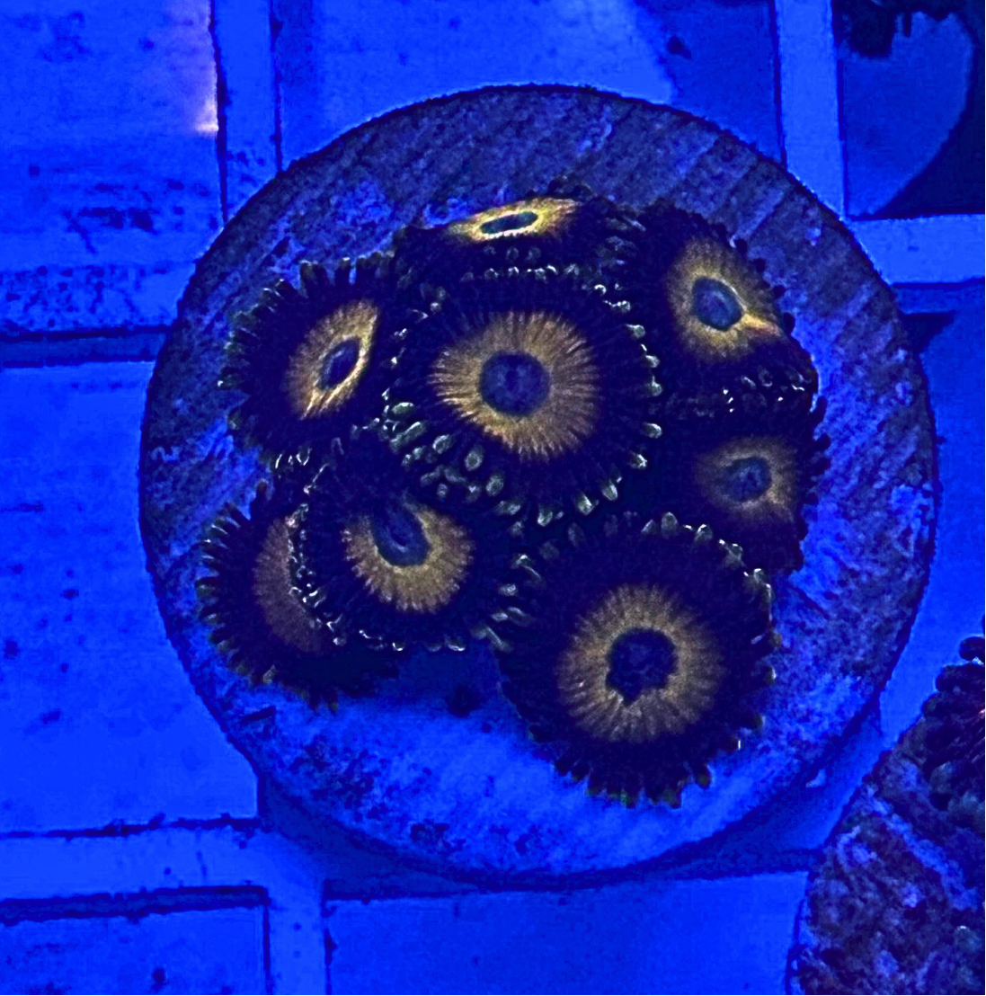 Scrambled Egg Zoanthid Coral
