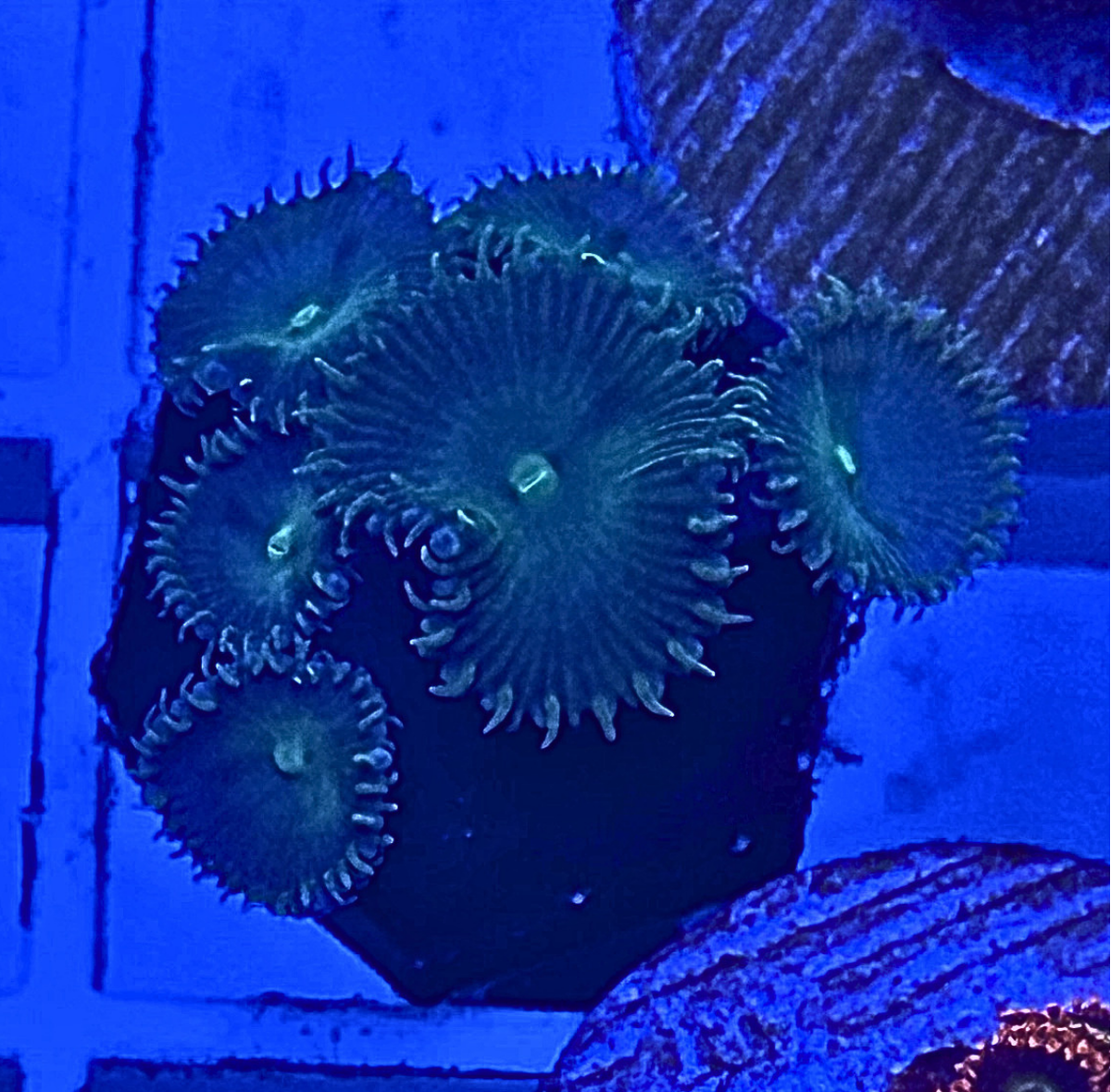 Ultra Green Palythoa Coral