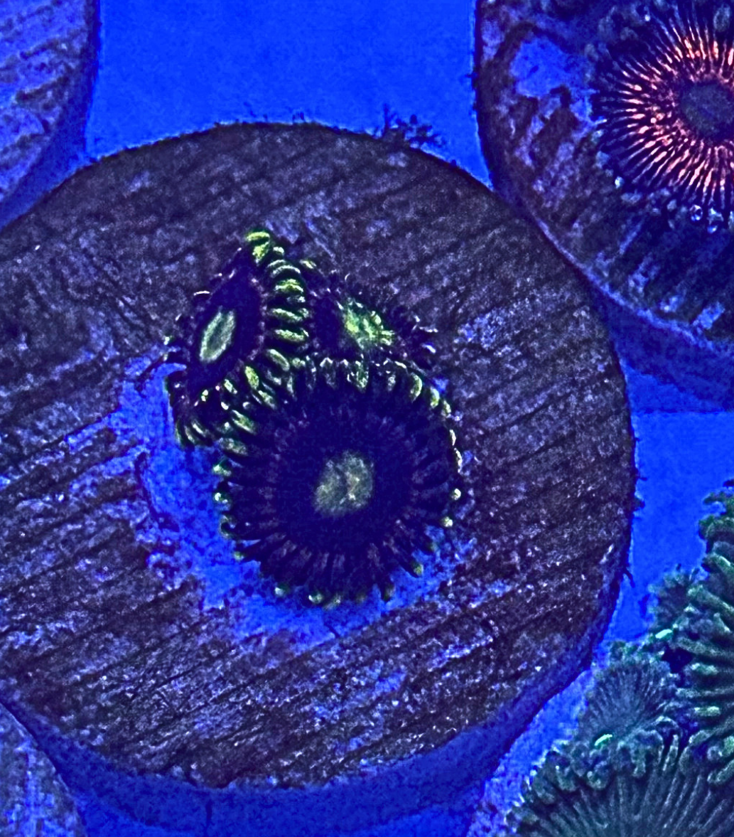 Lemon Devil Zoanthid Coral