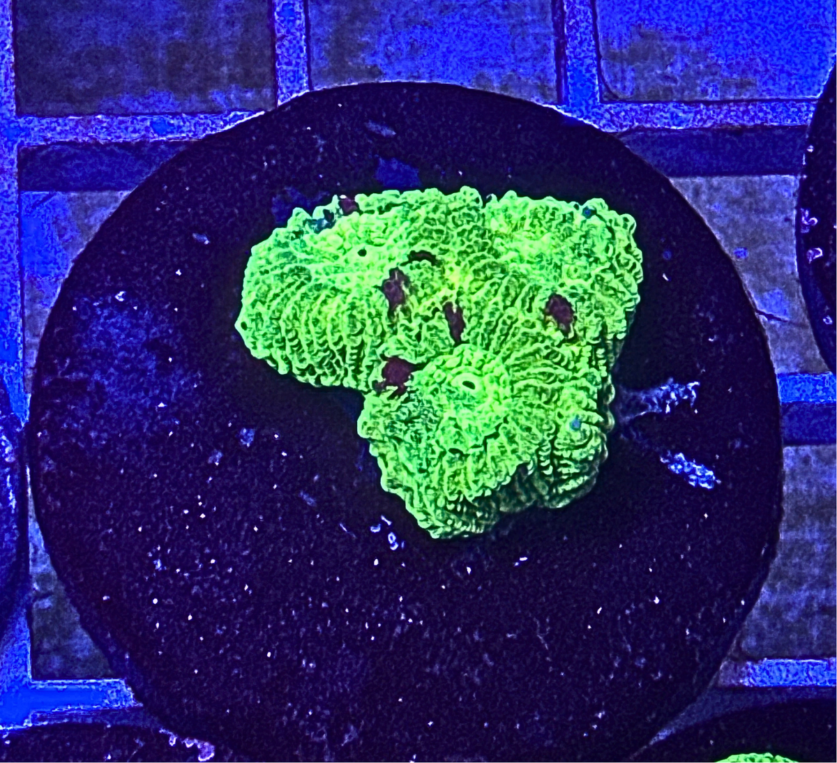 Neon Green Acan Echinata Coral