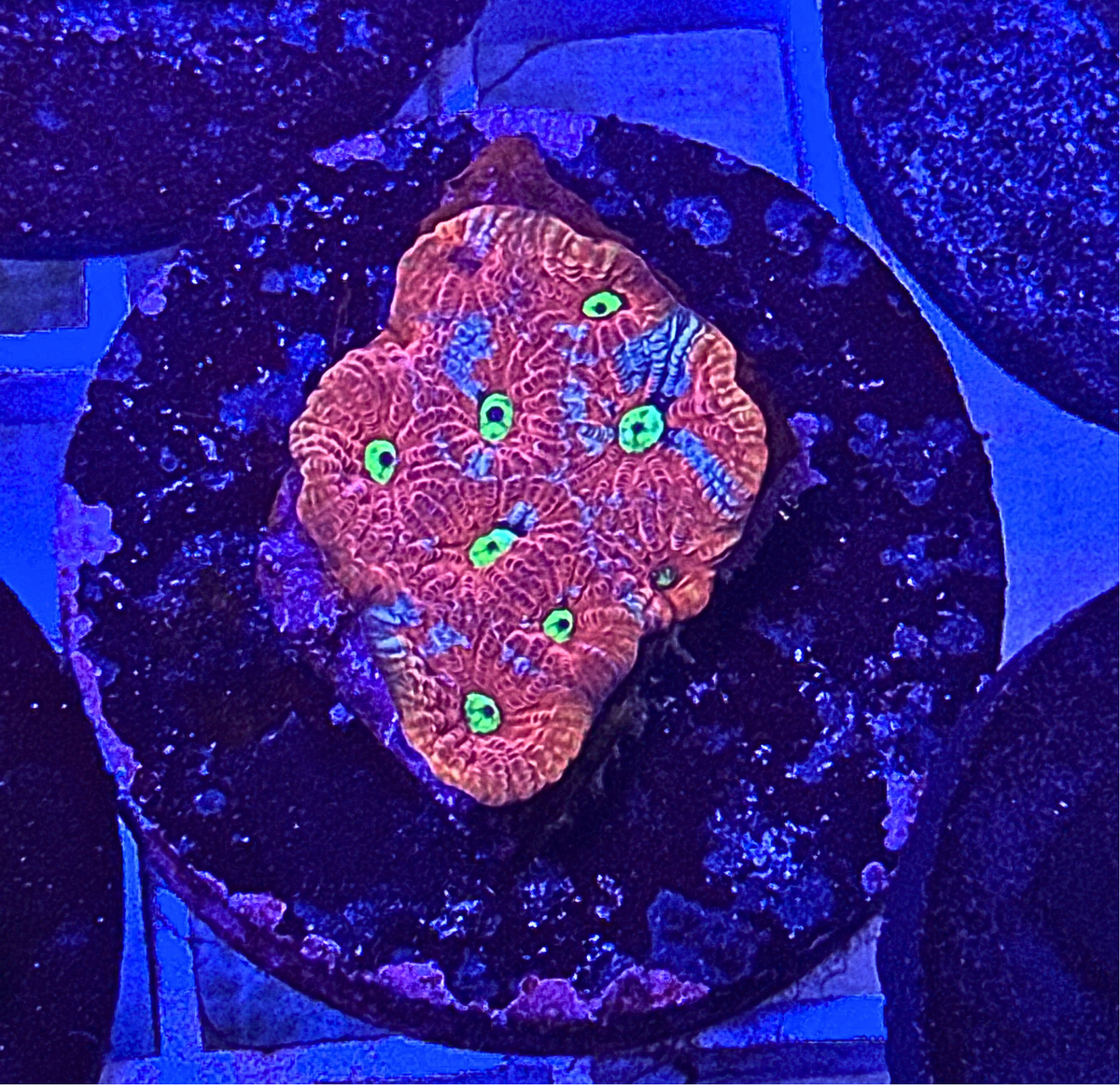 Lemon Lime Favia Coral