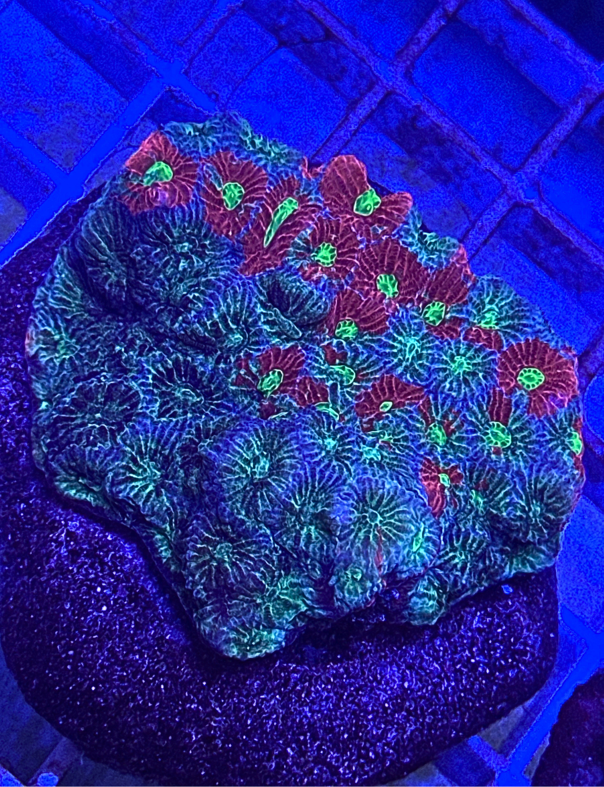War Coral Favia