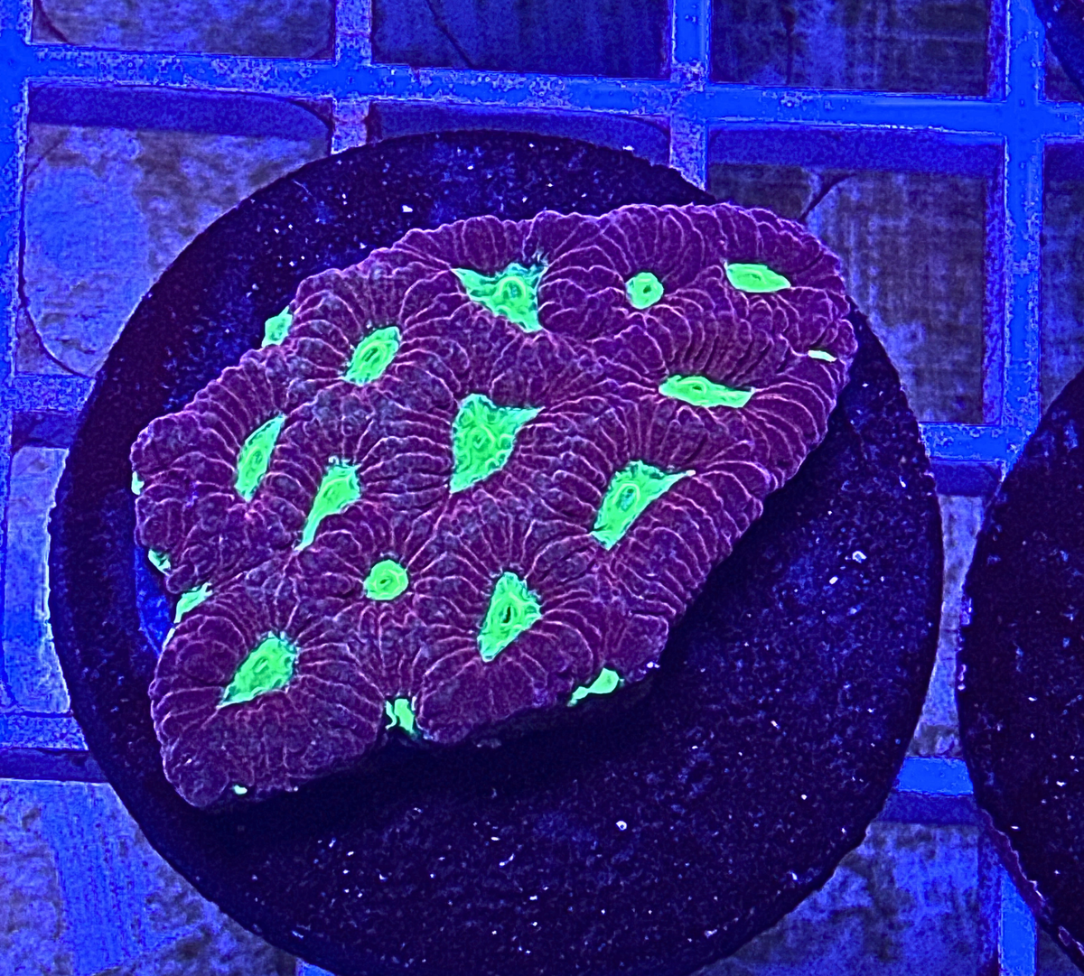 Neon Green & Purple Favia Coral