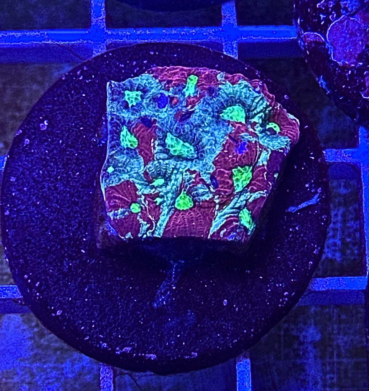 War Coral Favia