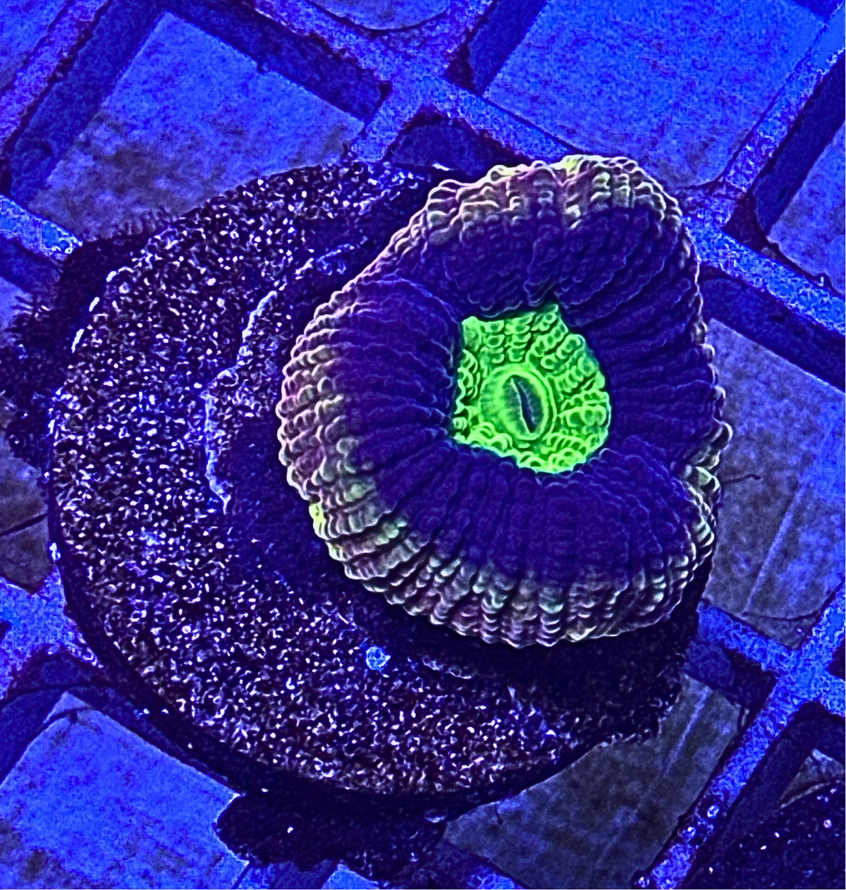Dragon Soul Ultra Favia Coral