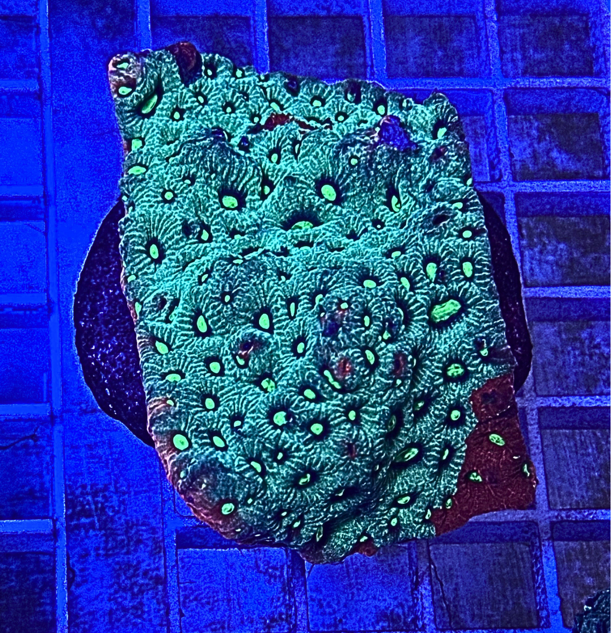 War Coral Favia