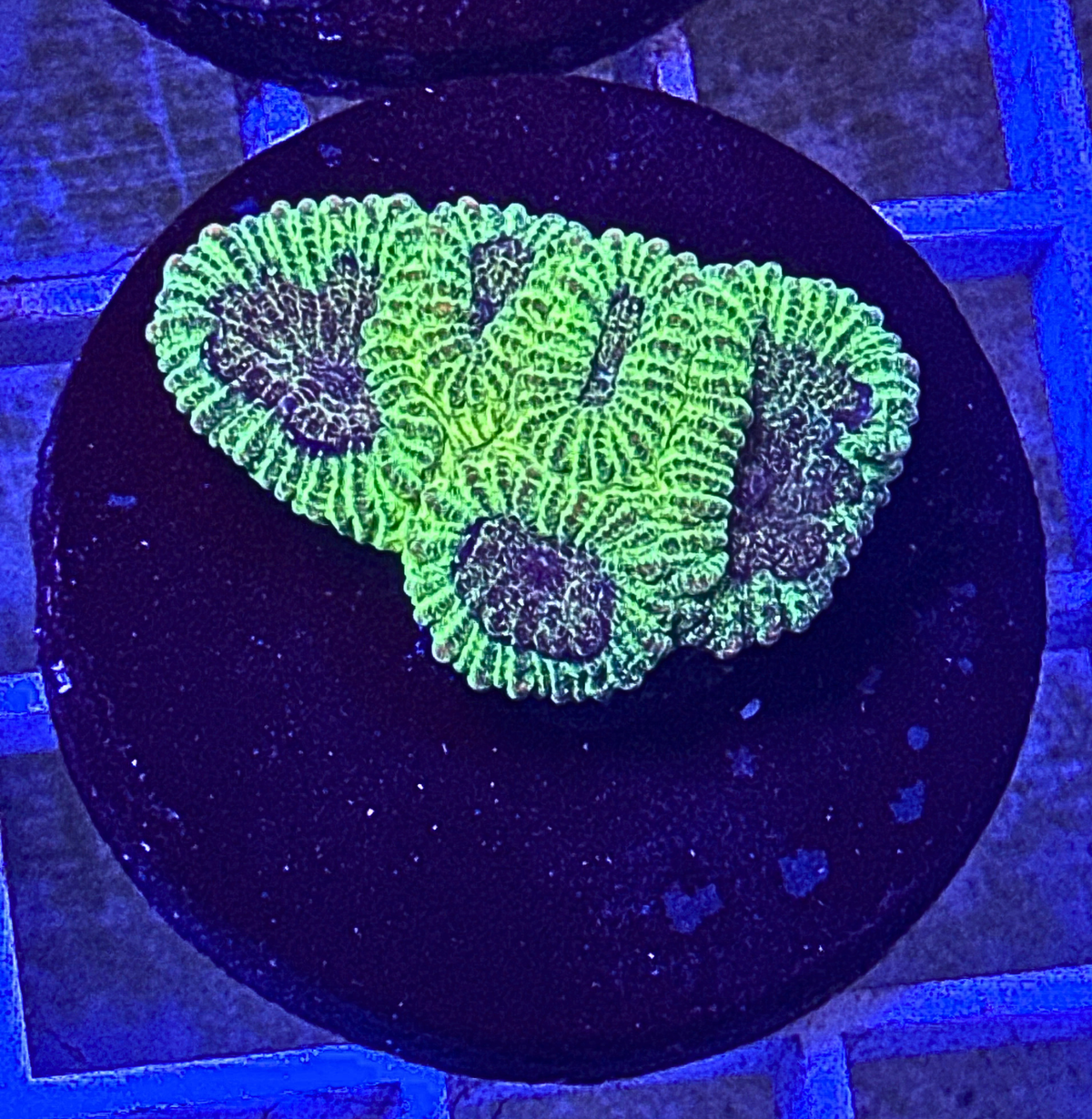 Neon Green Favia Coral