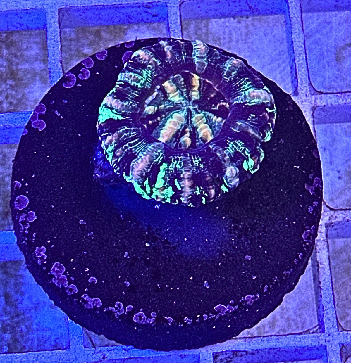 Mini Scoly Coral
