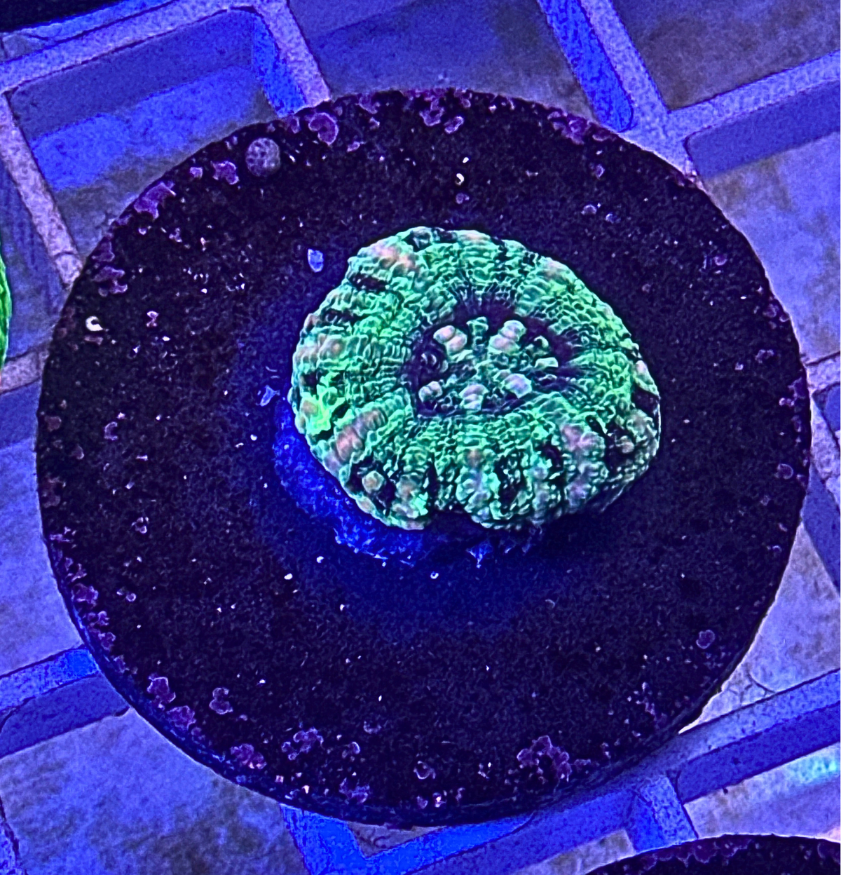 Mini Scoly Coral