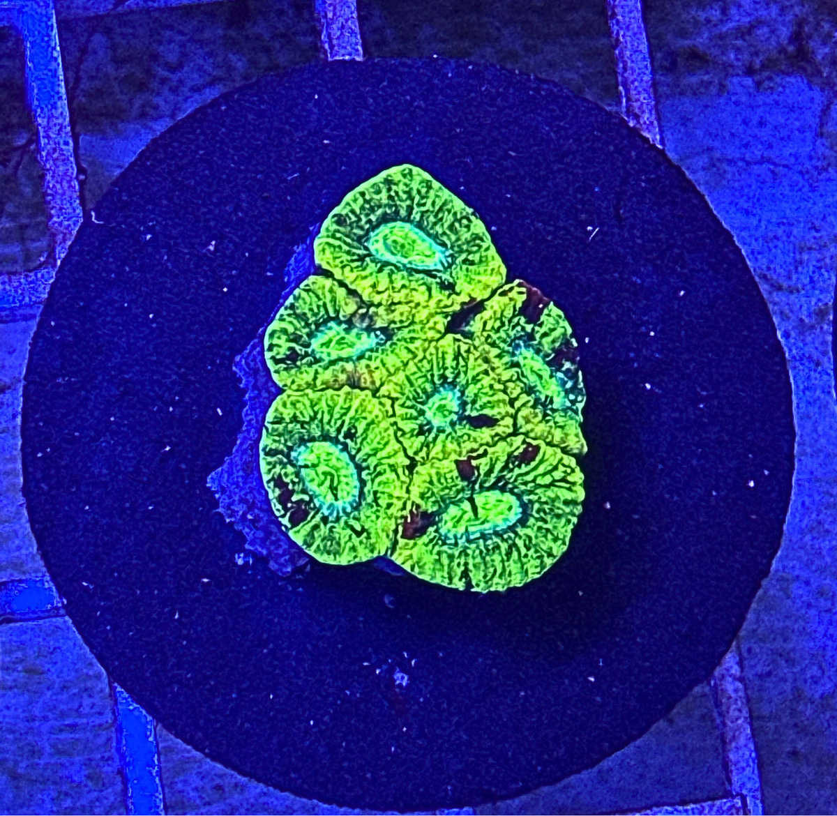 Toxic Splatter Favia Coral