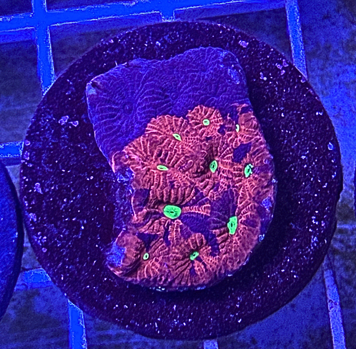 War Coral Favia