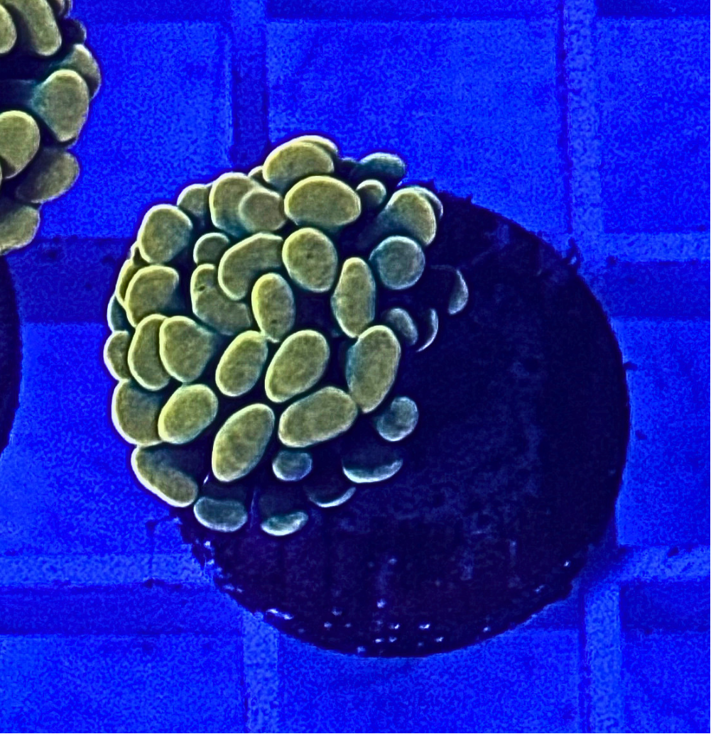 Bright Yellow Hammer Coral