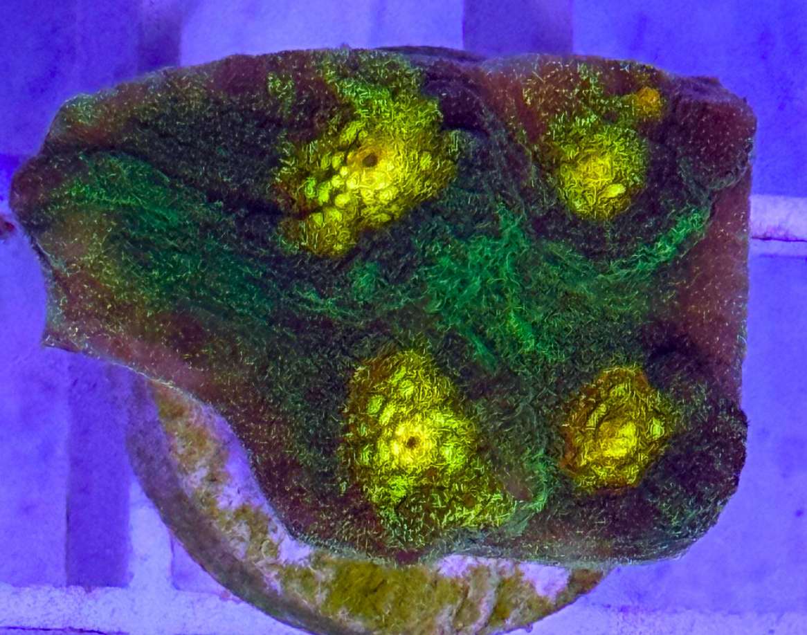 Raja Rampage Chalice Coral