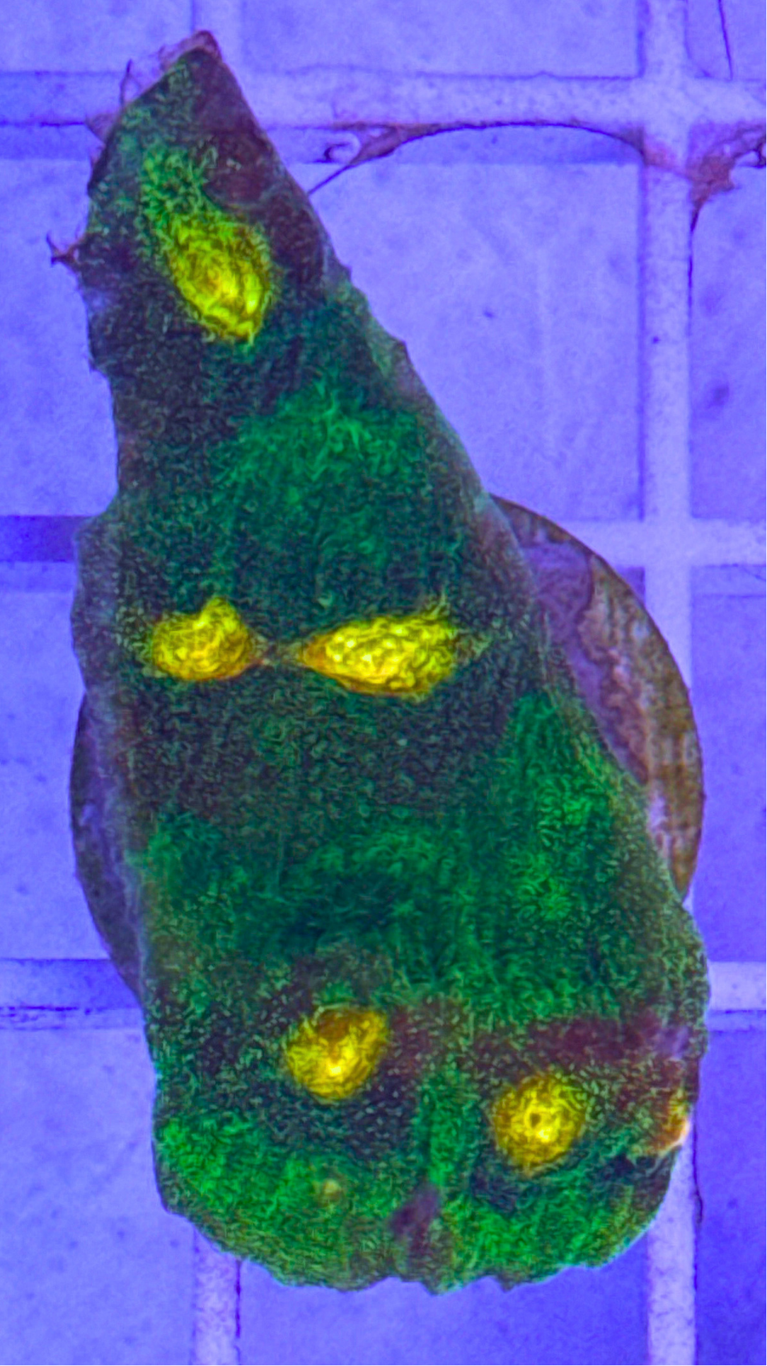 Raja Rampage Chalice Coral