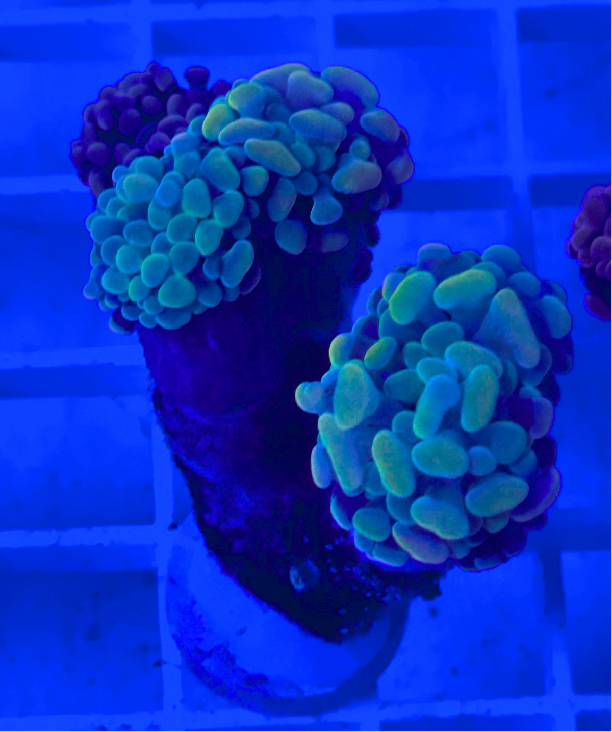 Metallic Green Hammer Coral
