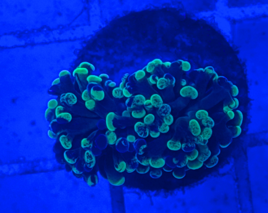 Splatter Hammer Coral