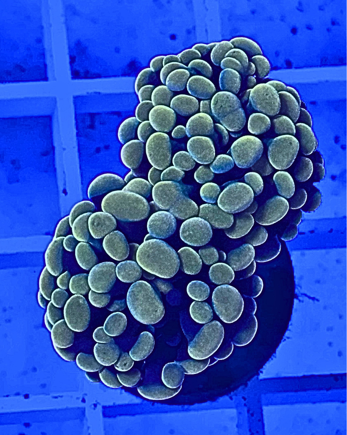 Yellow Hammer Coral
