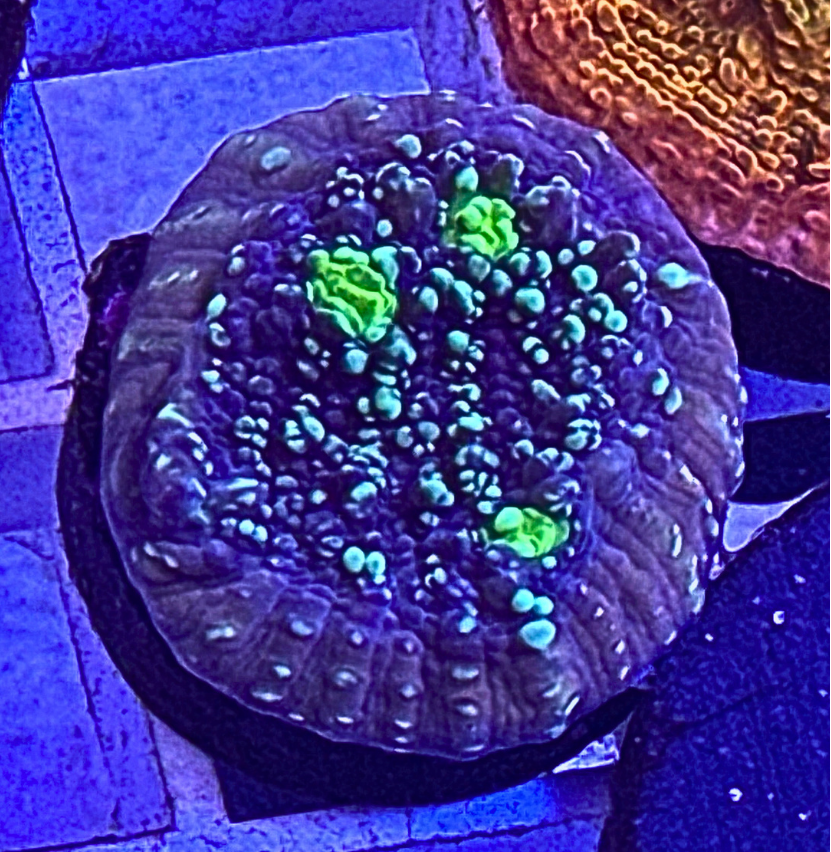 ECC Star Cluster Chalice Coral