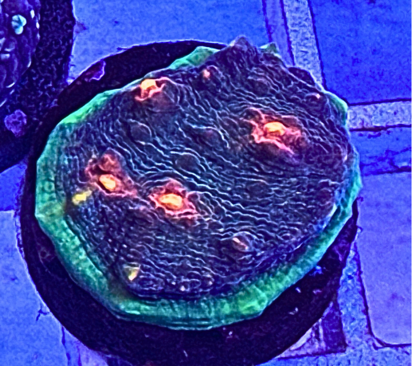 ECC Oblivion Chalice Coral