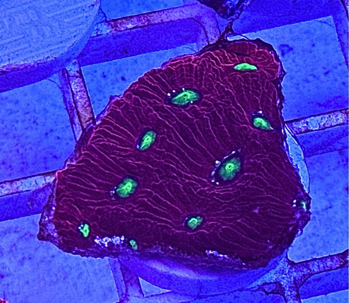 Ultra Chalice Coral