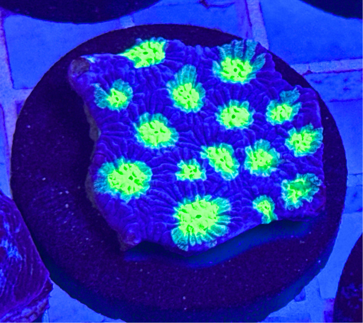 Ultra Chalice Coral