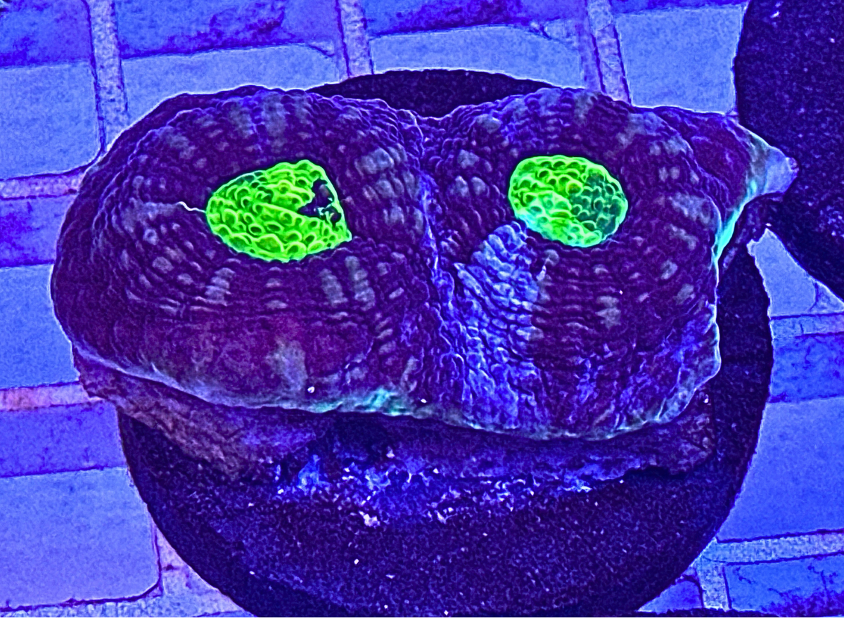 Ultra Chalice Coral