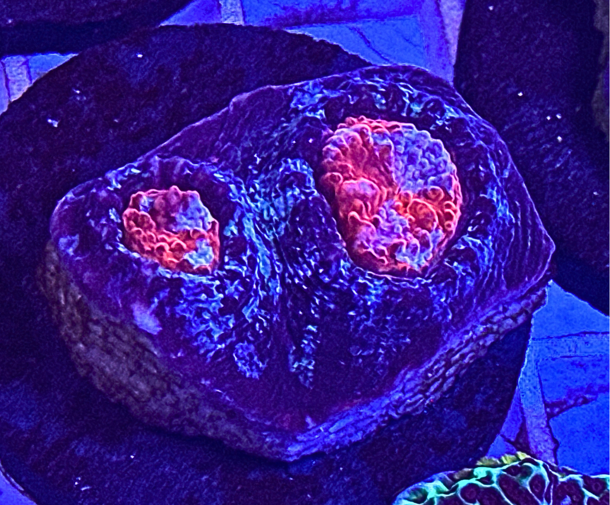 Ultra Chalice Coral