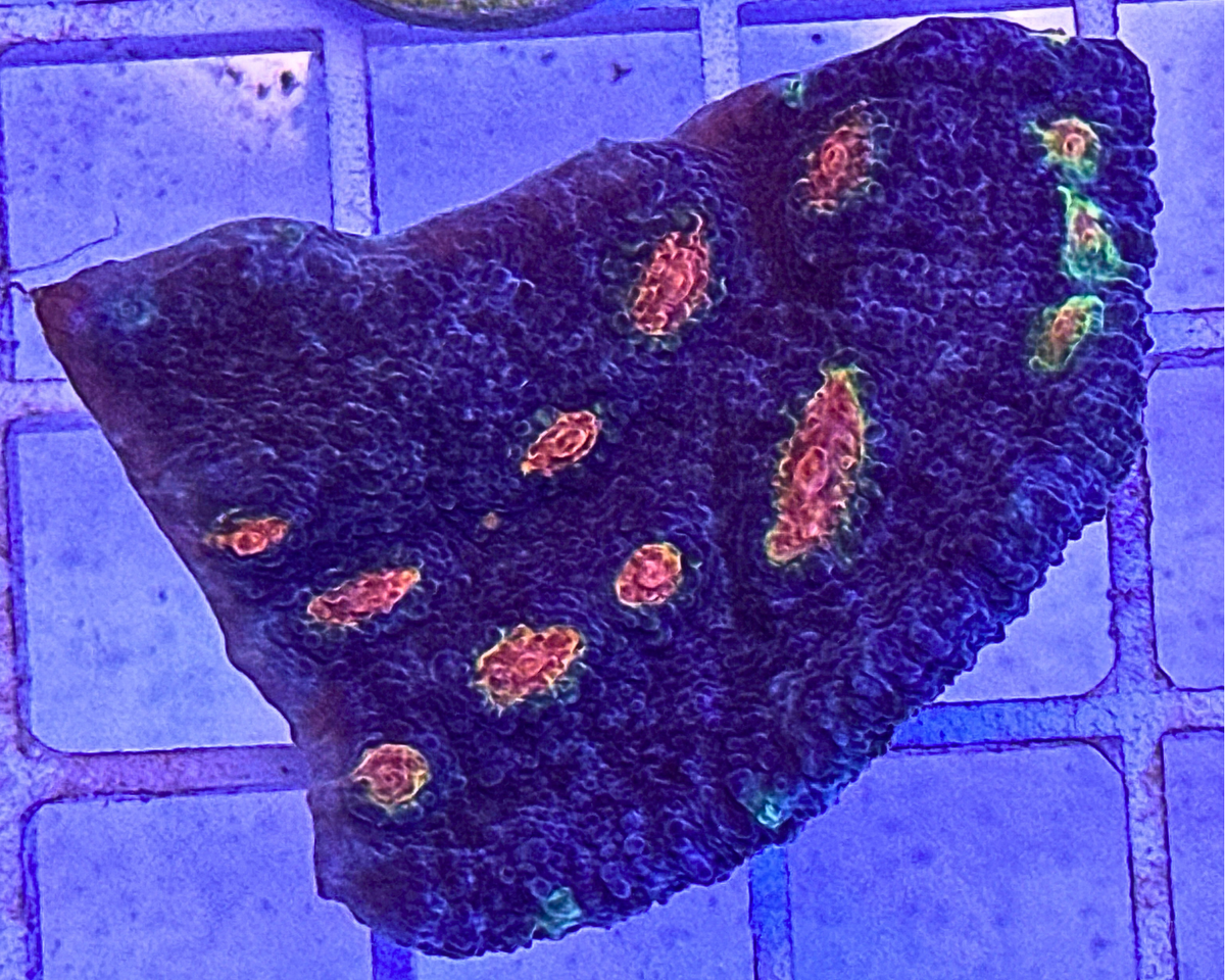 Miami Hurricane Chalice Coral