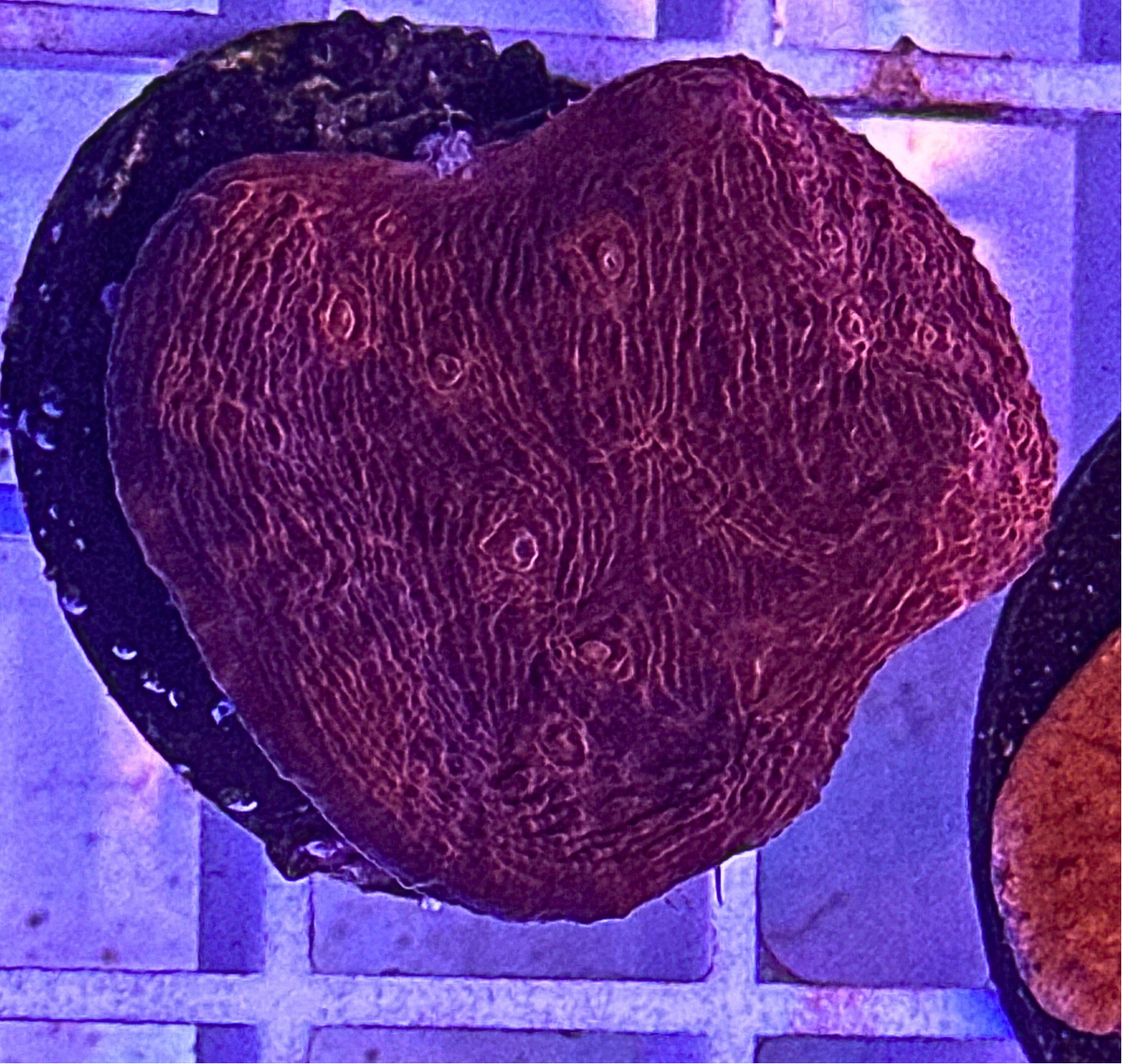Ultra Chalice Coral