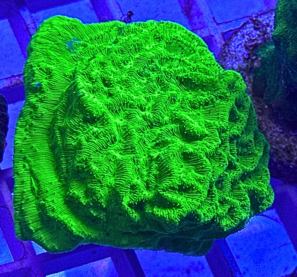 Neon Green Leptoseris Coral