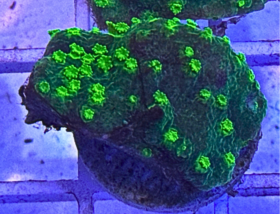 Hollywood Stunner Chalice Coral